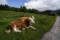 Zwei Kühe liegen auf einer Wiese. Vor ihnen führt ein Weg entlang, im Hintergrund liegt eine Alm.