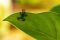 Klein, aber giftig: Ein Erdbeerfröschchen sitzt auf einem Blatt in Costa Rica.