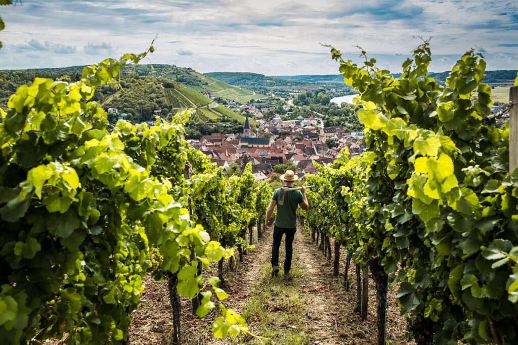 Blick auf einen Weinberg in Randersacker mit Ortschaft im Hintergrund