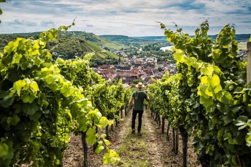 Weinreben, Randersacker 