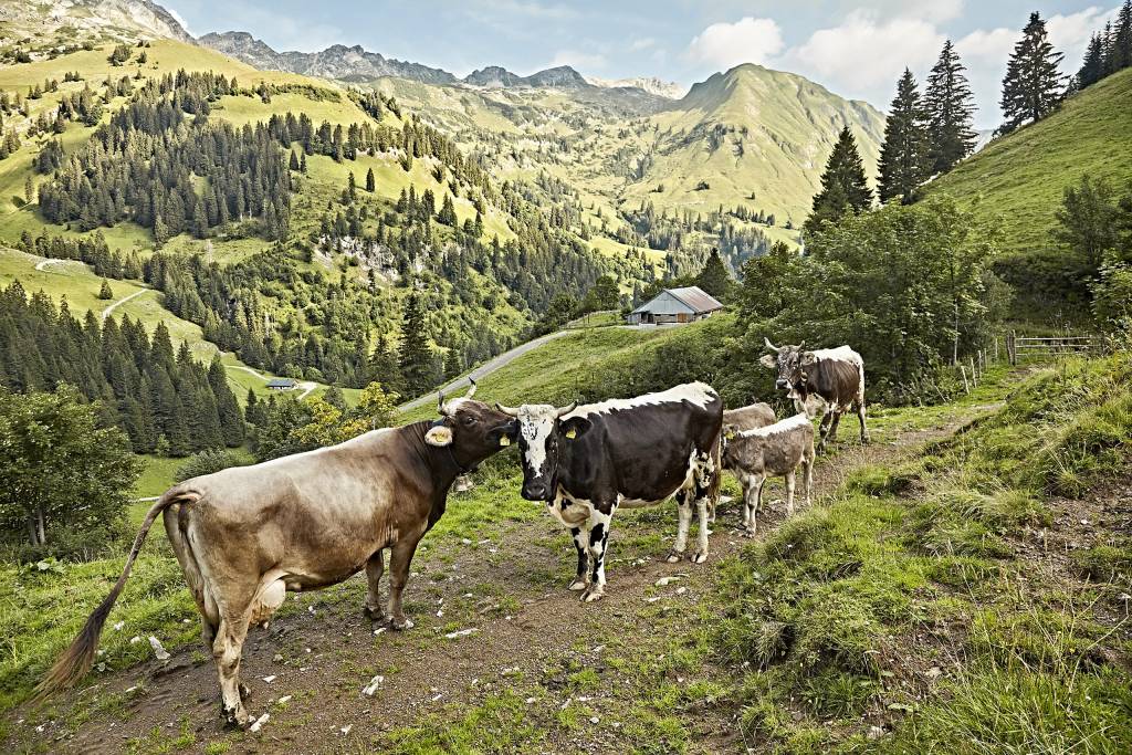 Kühe in den Allgäuer Alpen