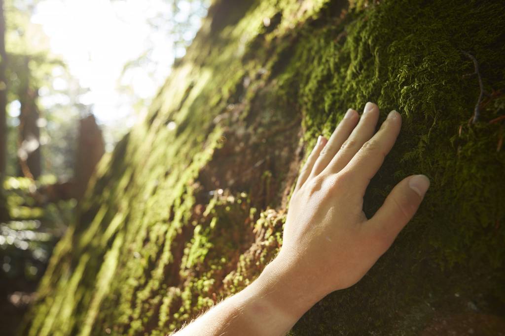 Der Natur achtsam begegnen: Eine Hand berührt Moos.