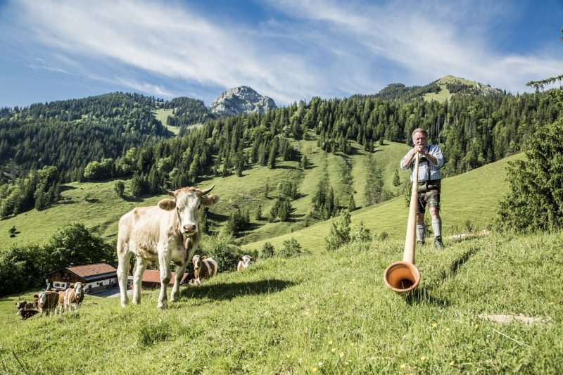 Eine Kuh und ein Alpenhornblaser stehen auf einer grünen Wiese in schönstem Bergpanorama.