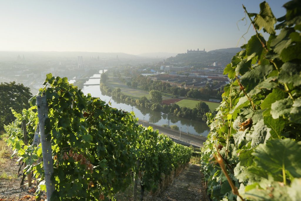 Blick auf die Weinberge und Würzburg