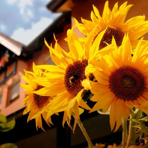 Drei große Sonnenblumen vor einem Hotelgebäude