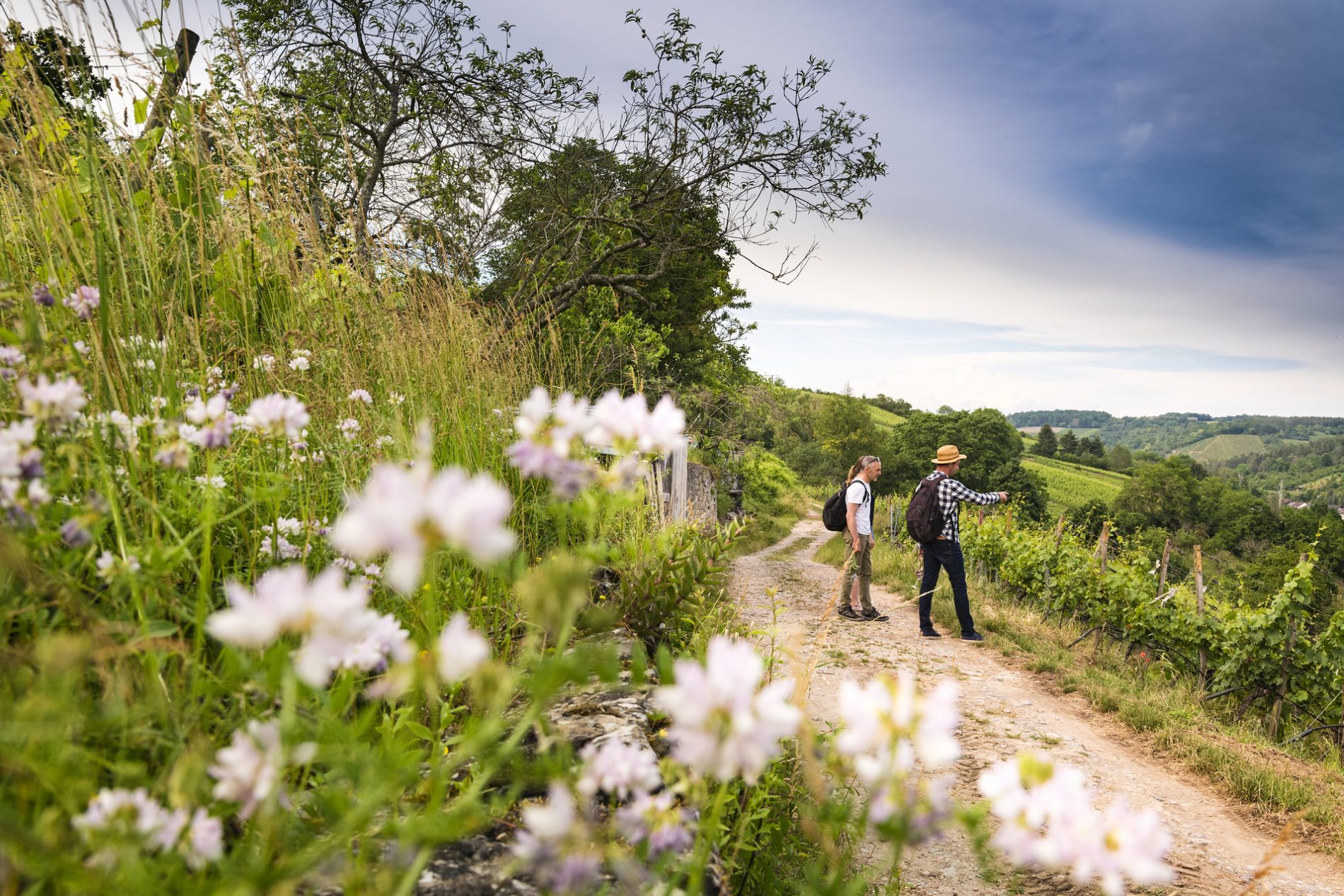 DSC2288-JPG-Website-Breite_Width-1920px-72dpi Zwei Wanderer mit Rucksack gehen einen Kiesweg durch Weinberge, blühende Wiesen und Hügel unter blauem Himmel.