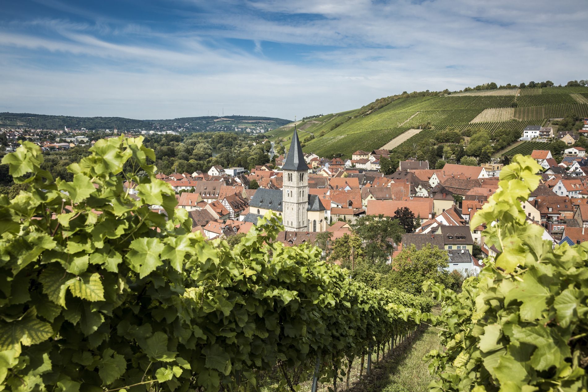 Weinberg im Vordergrund, Blick auf Randersackerer Altstadt mit Kirchturm, Hügelweingärten im Hintergrund, Weingut Schenk