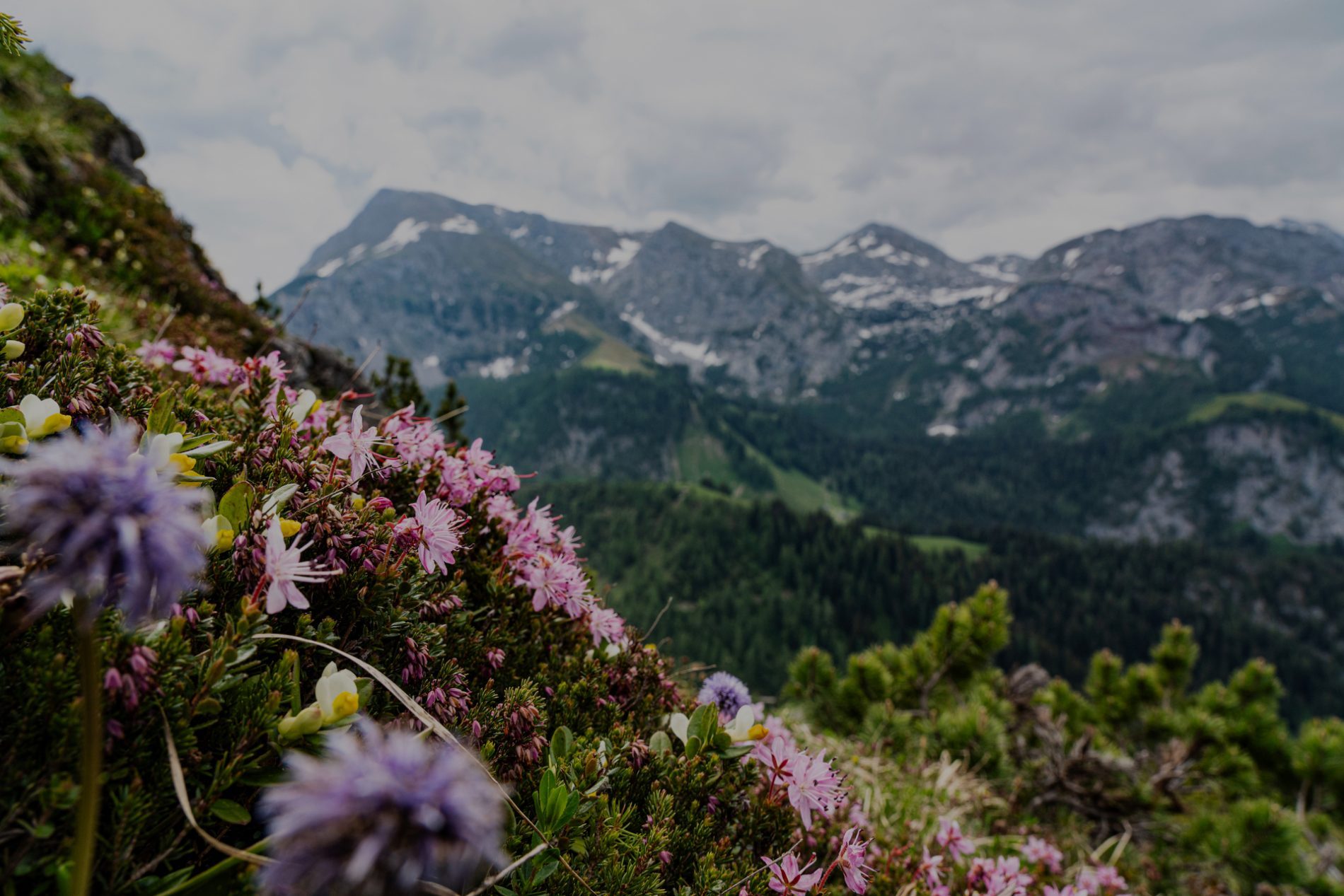 alpenblumen-jenner-4055-(c)-erlebe.bayern—Angelika-Jakob Nahaufnahme von bunten Alpenblumen im Vordergrund, mit einer majestätischen Berglandschaft im Hintergrund.