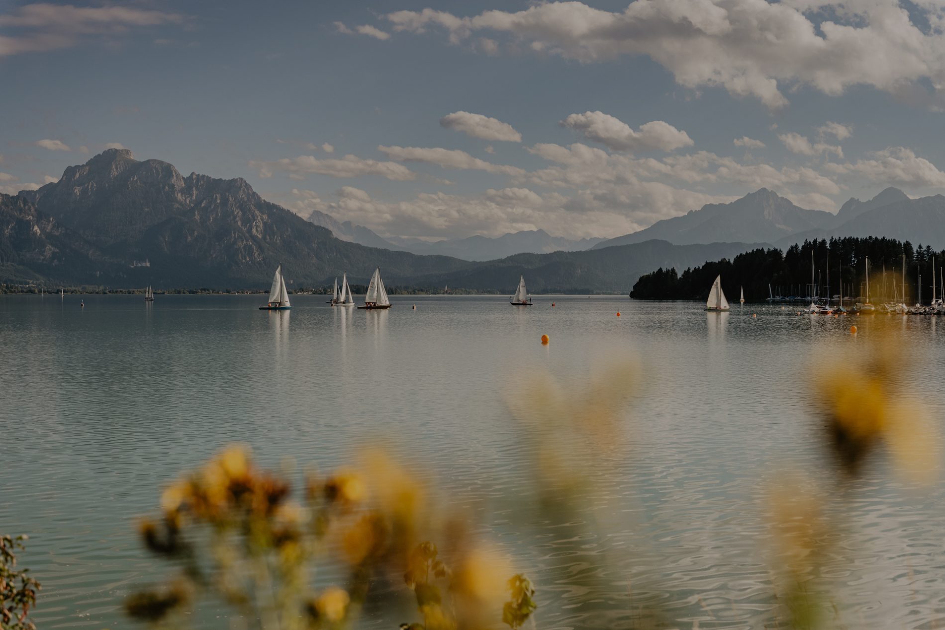 forggensee-segelboote-berg-saeuling (c) erlebe.bayern – Thomas Linkel Eine ruhige Szene am Forggensee mit mehreren Segelbooten, im Hintergrund sind die Berge und ein bewölkter Himmel zu sehen.