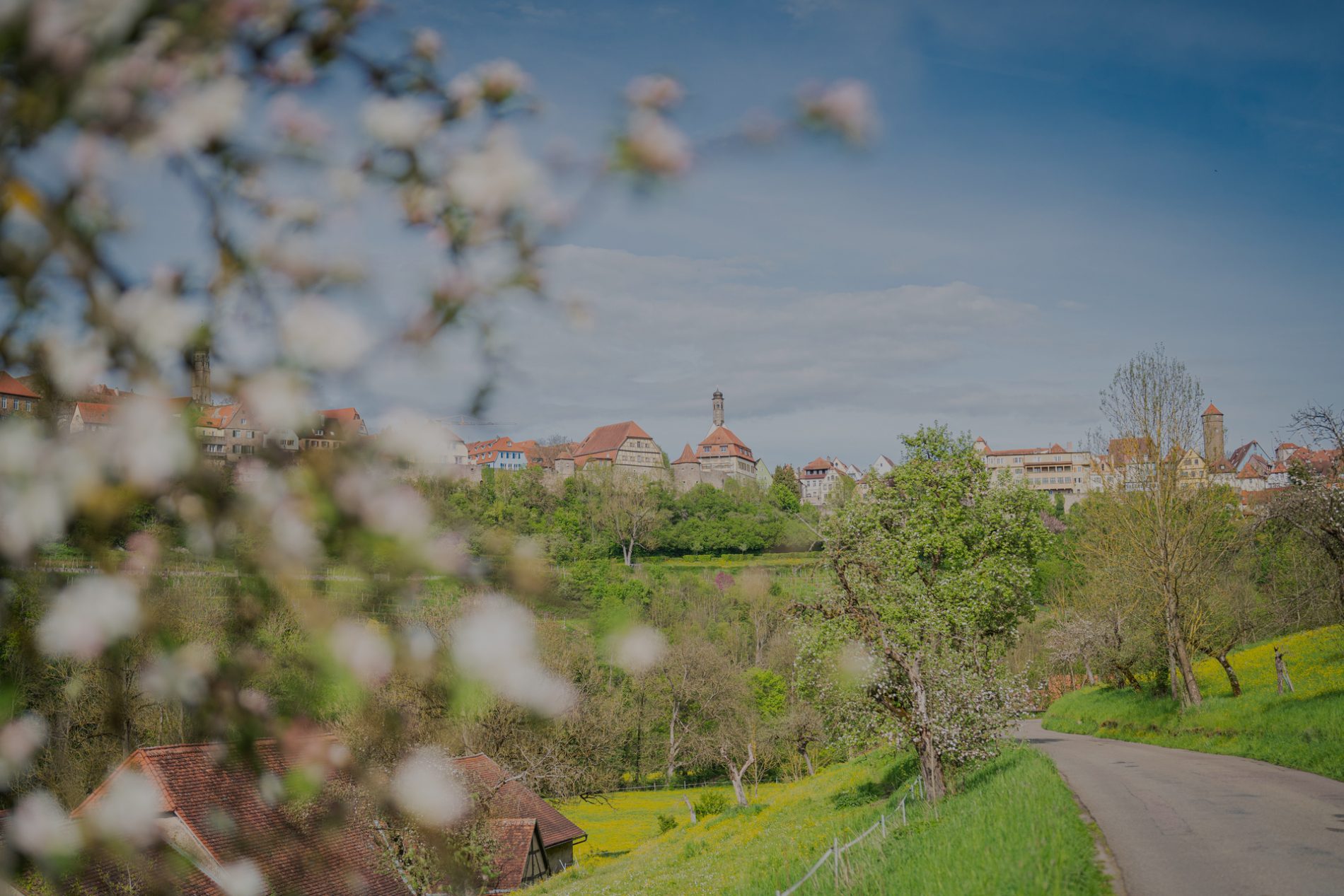 rothenburg-altstadt-bayern-taubertalweg-30-(c)-erlebe.bayern—Dietmar-Denger Panoramablick auf die Altstadt von Rothenburg ob der Tauber, umgeben von blühenden Bäumen und einer ruhigen Landschaft.